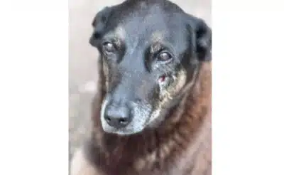 Caso chocante: Cão “Orelha” morre vítima de maus-tratos em Florianópolis!