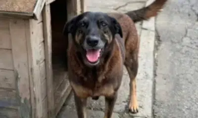 Adolescentes que fugiram com cachorro morto retornam ao Brasil sob suspeita!