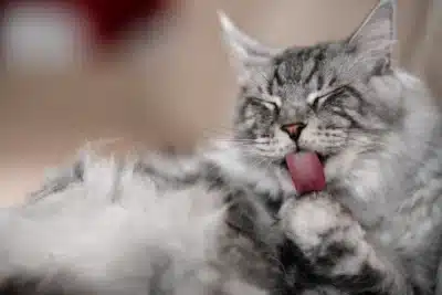 Gato Lambe Humano: Segredos Revelados Sobre Confiança e Vínculos Felinos!