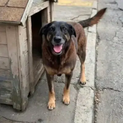 Casal de Santa Catarina Sofre Ataques Online Após Falsa Ligaçao ao Caso do Cão Orelha