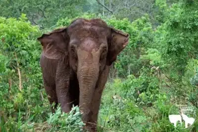 Elefante Responsável por 20 Fatalidades no Leste da Índia: Pânico e Alerta Máximo!