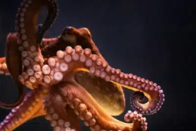 Pele Inteligente Revoluciona Materiais: Inovação de Stanford Surpreende o Mundo!