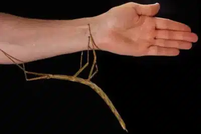 Estudo Global Revela Surpreendente Segredo das Defesas de Insetos Contra Predadores