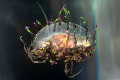 Água-vivas e anêmonas dormem para proteger cérebros: estudo surpreendente!