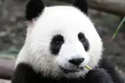 An’An: Robô Panda que Desafia a IA com Conforto e Presença Emocional