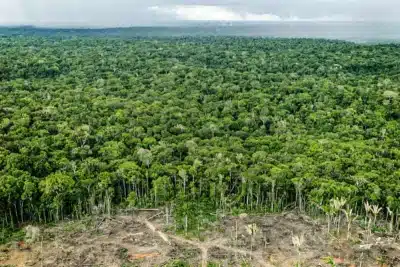 Brasil registra queda histórica no desmatamento da Amazônia e Cerrado!