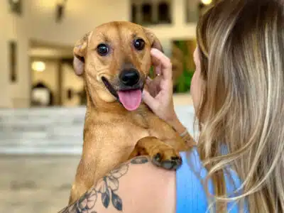 Tarcísio de Freitas Sanciona Lei Histórica: Sepulto de Pets em Cemitérios Familiares em SP!