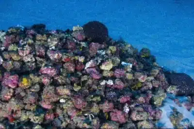 Corais em Crise: 80&percnt; do Planeta Atingido por Branqueamento!