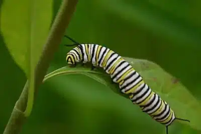 Lagartas Surpreendem Cientistas com Capacidade de Ouvir: Descoberta Inédita!