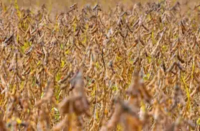 Safra da Soja no Brasil em Risco: Desaceleração e Impacto do El Niño!