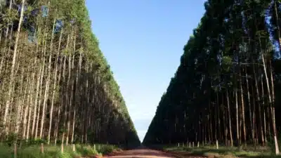 Suzano Choca Mercado Global: Aumento Drástico de Preços de Celulose!