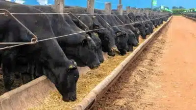 Mercado de Ração: Explosão de Crescimento em 2026 Impulsiona Pecuária e Exportações!