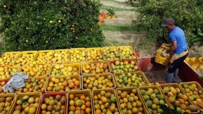 Suco de Laranja: Estoques Recorde e Preços em Queda Impactam Mercado Brasileiro!