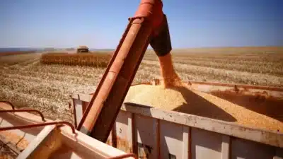 JBS prevê queda drástica em preços da soja em 2026 e alta no milho!