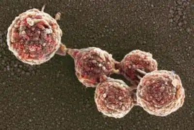 Células “Zumbis” Ressuscitas: Ciência Revoluciona a Vida e a Morte!