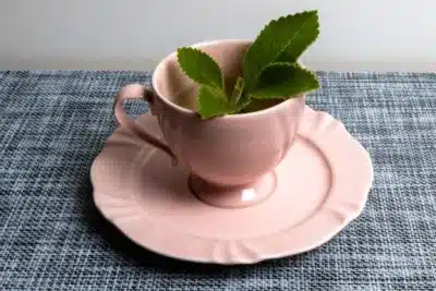 Boldo: O Segredo Natural para Aliviar Gases e Inchaço Abdominal Já em 2026!