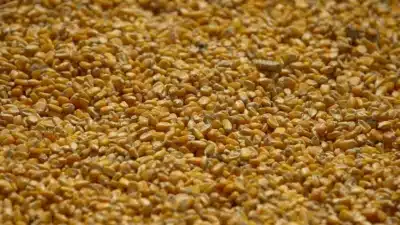 Ucrânia: Milho em Risco com Preços de Fertilizantes em Alta e Crise no Irã