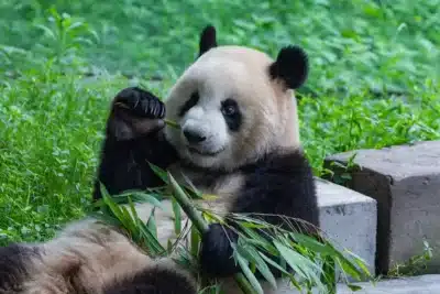 China celebra feito histórico na proteção da fauna e flora selvagem!