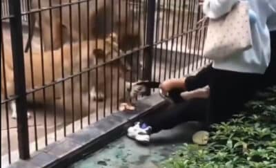 Sofre Ataque Horroroso de Leoa em Zoológico na China: Criança em Pânico!