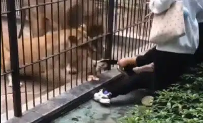 Sofre Ataque Horroroso de Leoa em Zoológico na China: Criança em Pânico!