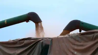 Soja: Colheita Acelera no Brasil com Chuvas Reduzidas e Produção Recorde!