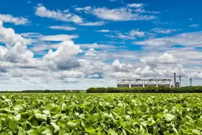 Soja: Safra Recorde Brasileira Ameaçada por Chuvas e Queda na Produção!