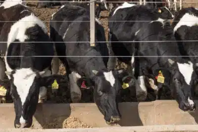 China em Alerta: Surto de Febre Aftosa Atrai Medidas Urgentes em Xinjiang e Gansu