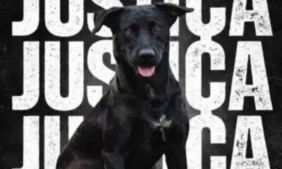 Morte de Brutus em Goiânia: O que a Polícia Civil investiga após disparo de bombeiro?