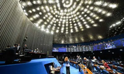 Senado Garante Guarda Compartilhada de Pets em Casamentos de 2026