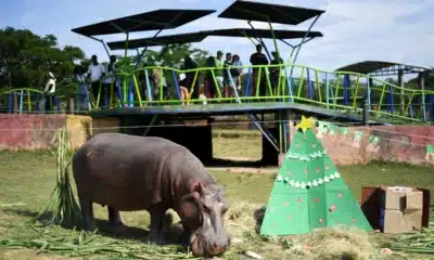 Mutação genética força plano drástico para hipopótamos na Colômbia em 2026